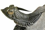 Zlichovaspis Trilobite With Reedops - Orange Eye Facets! #384181-5